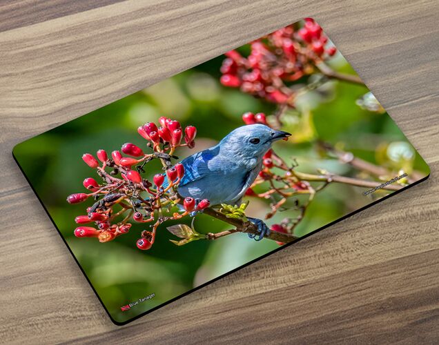 Placemat (Bird) Blue Tanager