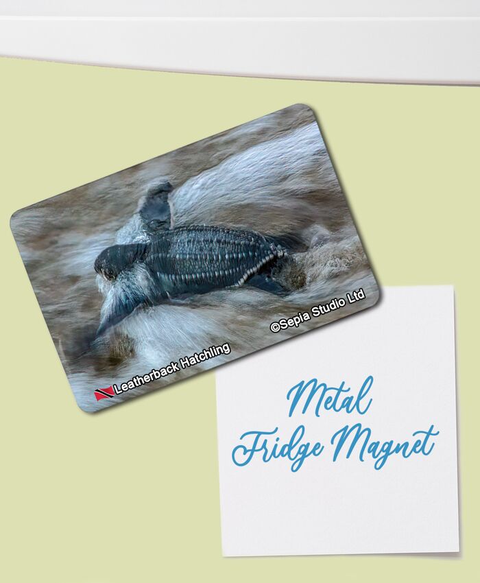 Fridge Magnet (Turtles) Leatherback Turtle Hatchling